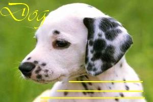 dog_vignetta.jpg