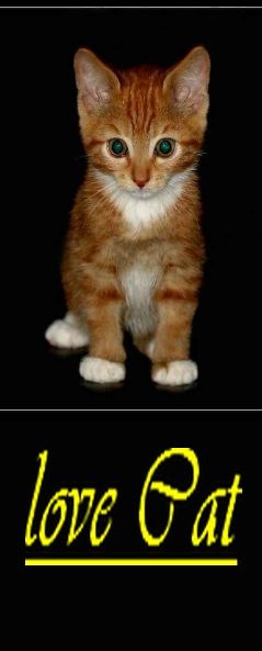 love_cats_.jpg